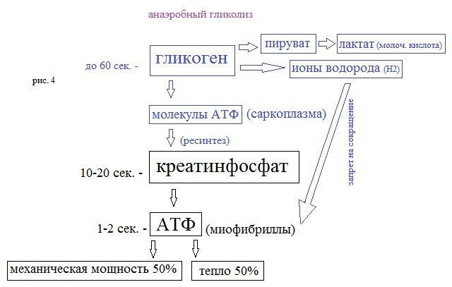 Жиросжигающие тренировки или откуда мышцы берут энергию