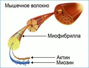 Жиросжигающие тренировки или откуда мышцы берут энергию