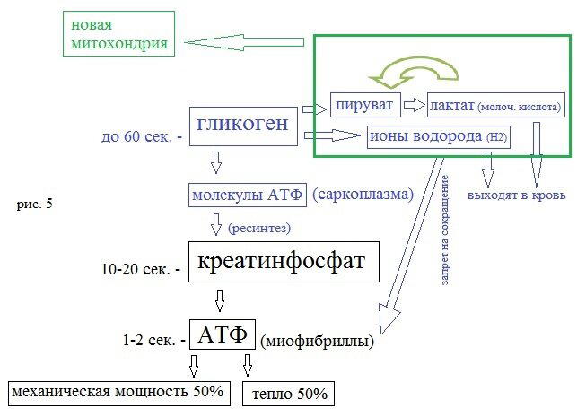 Жиросжигающие тренировки или откуда мышцы берут энергию
