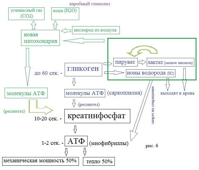 Жиросжигающие тренировки или откуда мышцы берут энергию