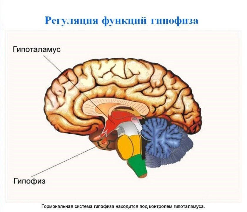 Чем хорош тренажерный зал, или коротко о гормонах