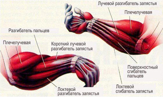 Стальные кисти. Как укрепить силу хвата