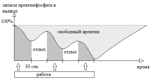 Как тренировать мышцы, отвечающие за работоспособность и выносливость. Часть 2