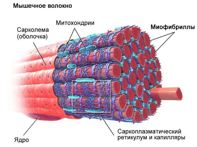 Строение мышцы. Или коротко о силе и выносливости