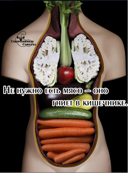 Не нужно есть мясо – оно гниет в кишечнике. ©Любой веган