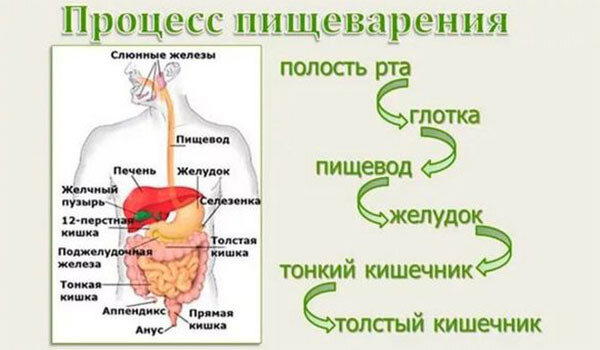 Не нужно есть мясо – оно гниет в кишечнике. ©Любой веган