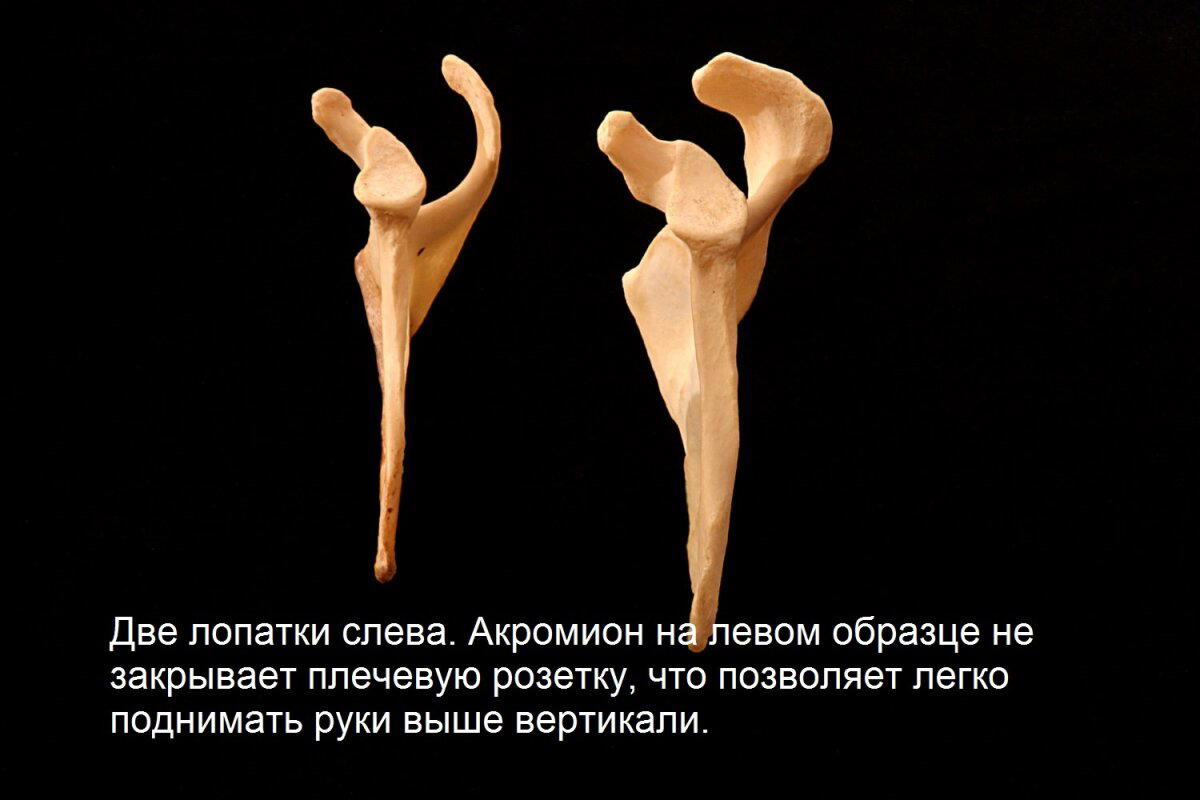 Идеальная техника, лучшее упражнение или зачем нужен тренер