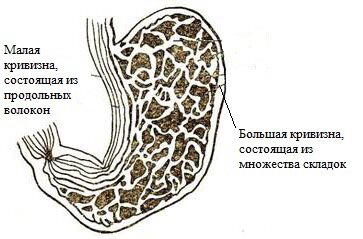 Можно ли пить во время еды? (или ужасы современной диетологии)
