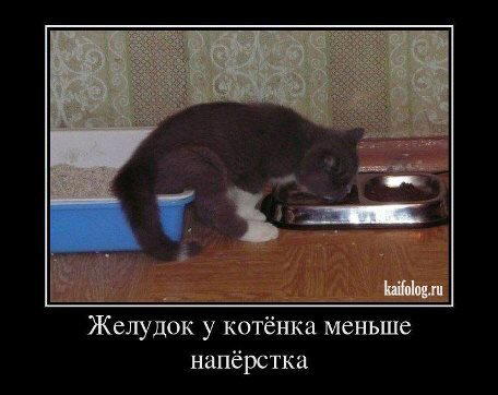Можно ли пить во время еды? (или ужасы современной диетологии)