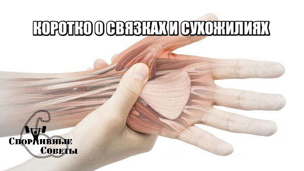 Коротко о связках и сухожилиях