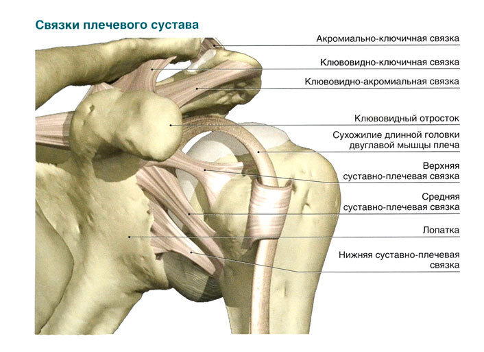 Коротко о связках и сухожилиях