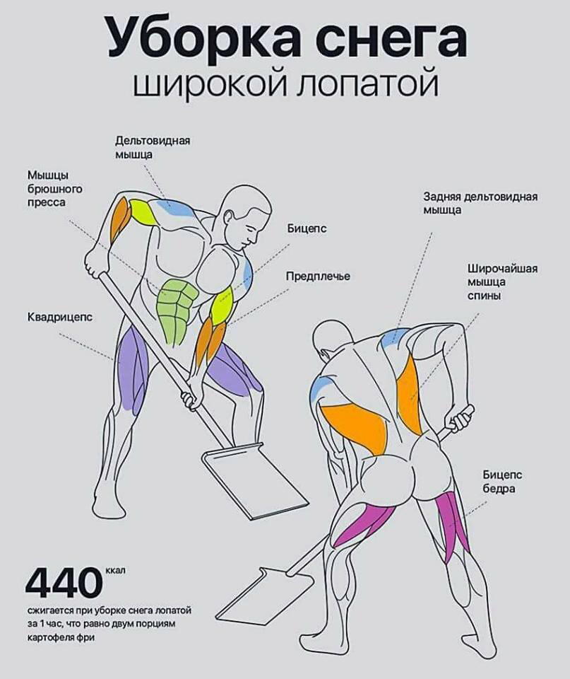 Какие мышцы участвуют при работе лопатой?:)