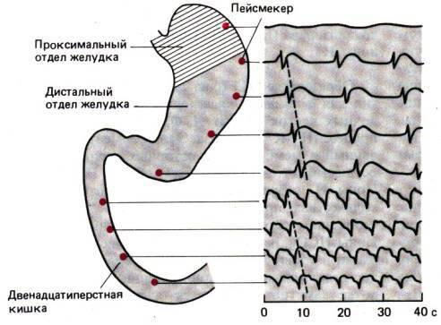 Питье во время еды разбавляет желудочный сок? (и прочая ересь)