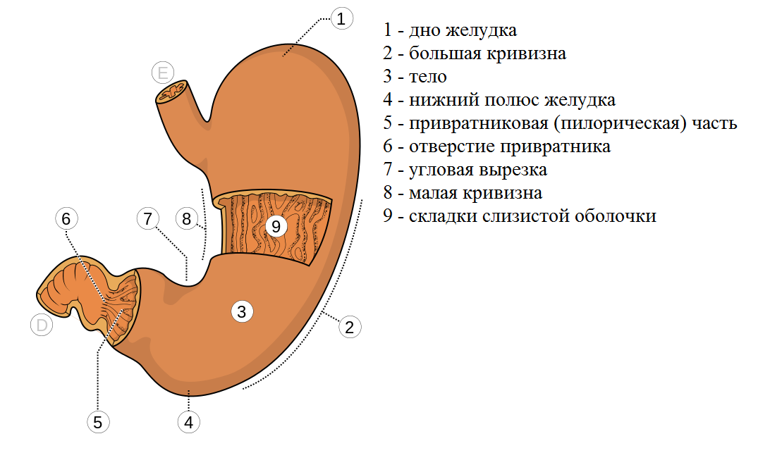 Питье во время еды разбавляет желудочный сок? (и прочая ересь)