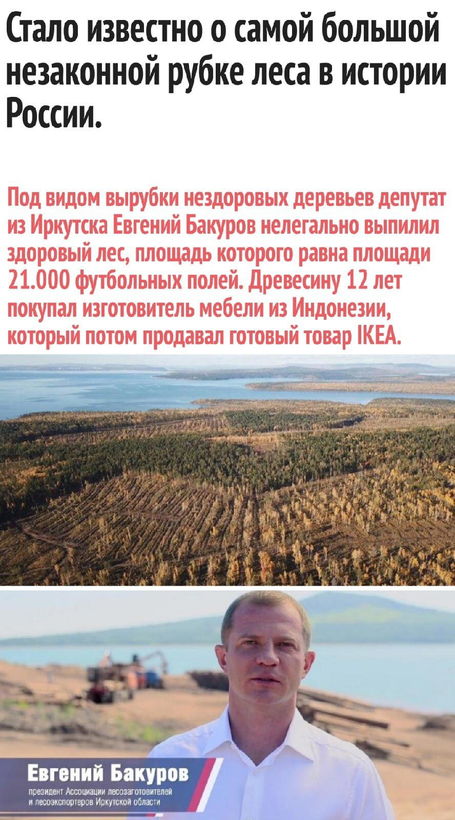 Депутат оказался замешан в незаконной вырубке леса