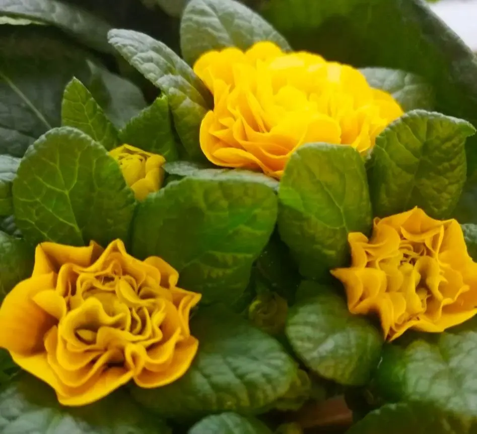 Примула махровая