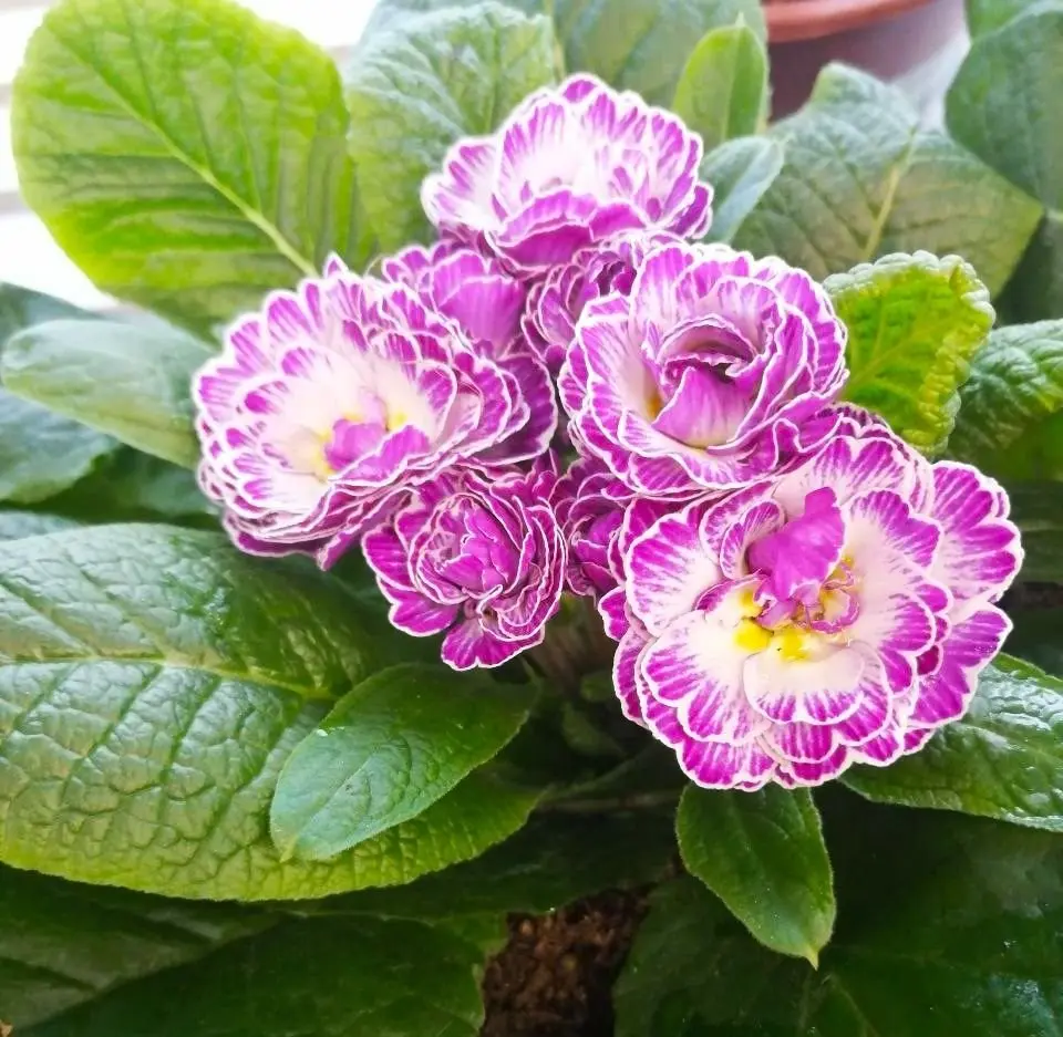 Примула махровая