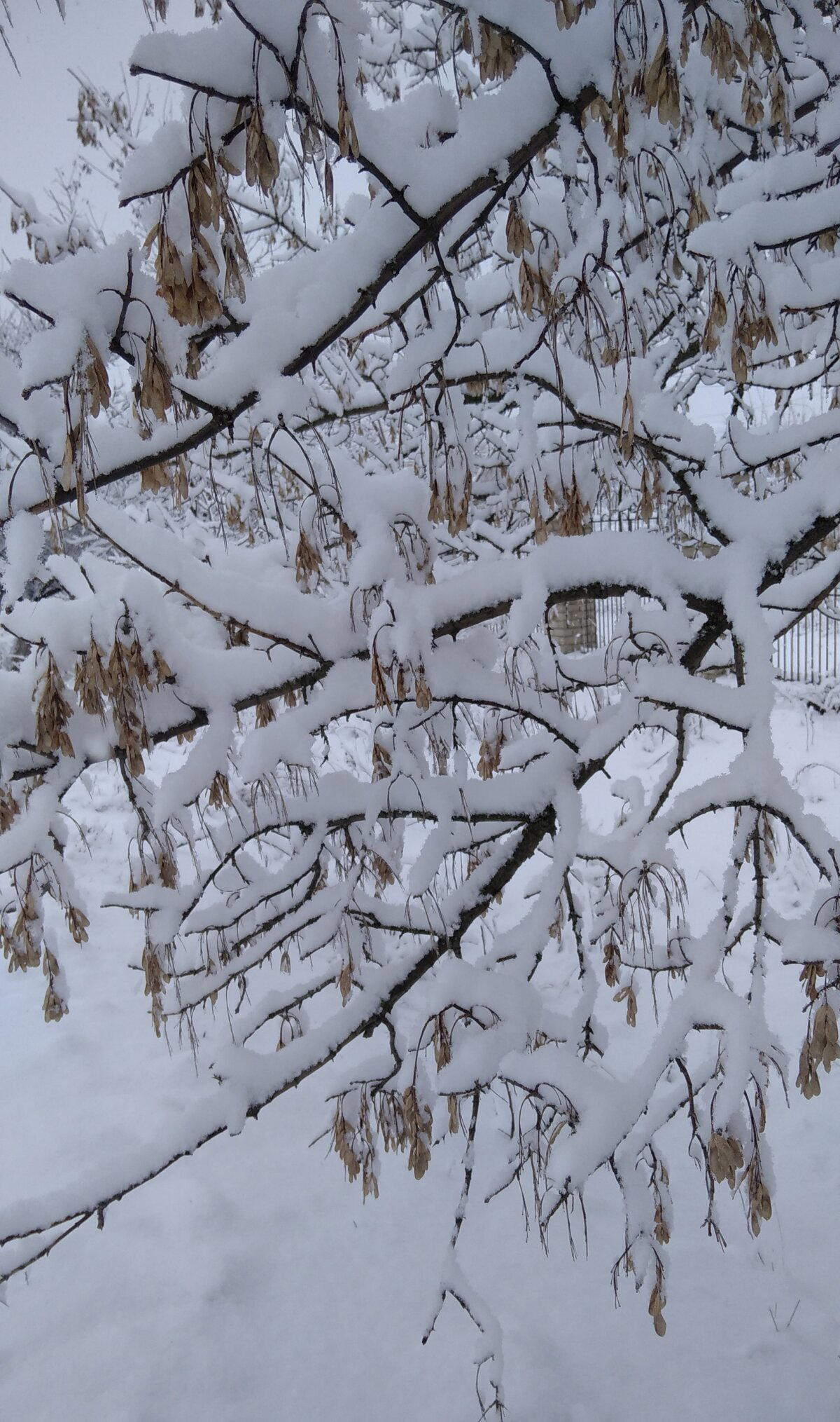 Зимняя сказка