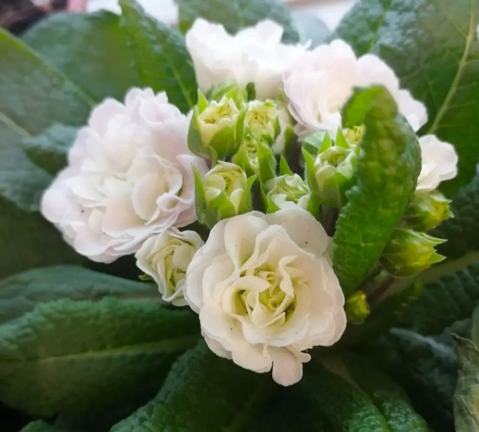 Примула махровая