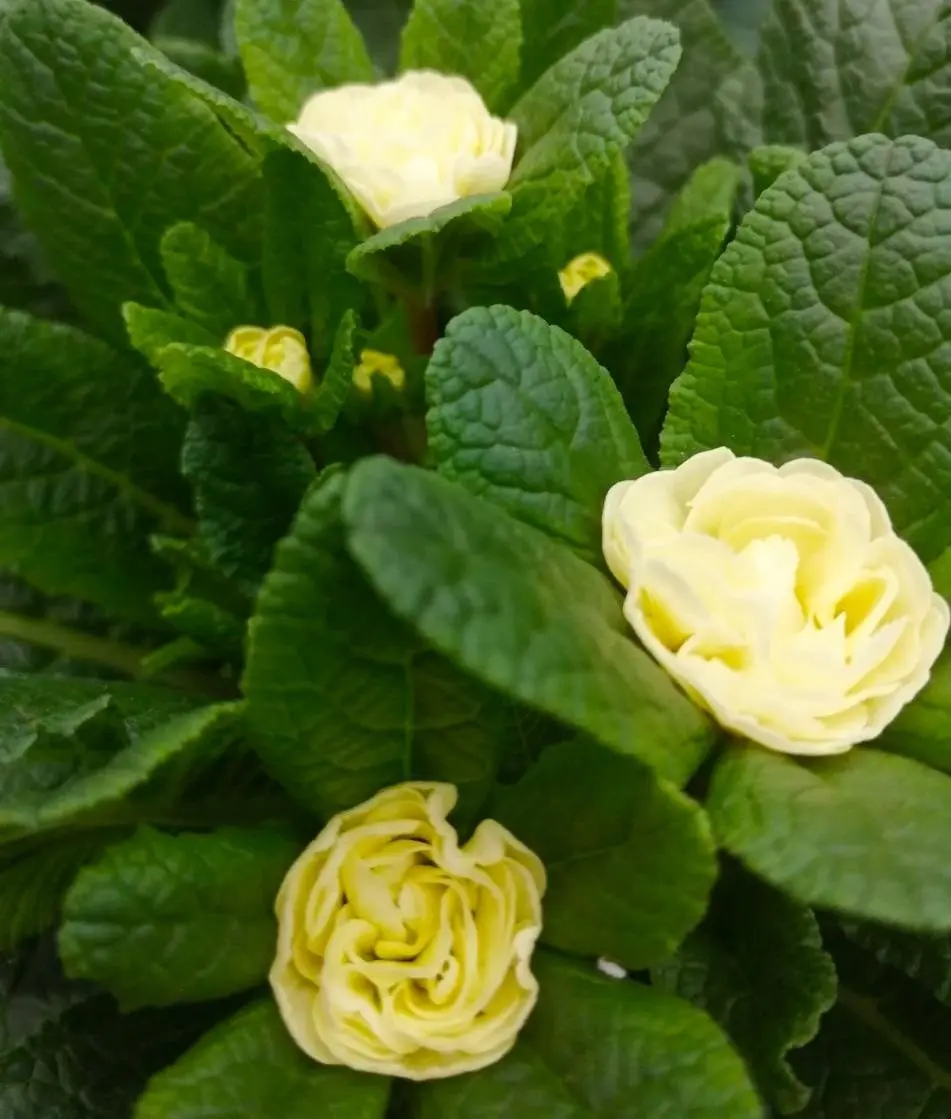 Примула махровая