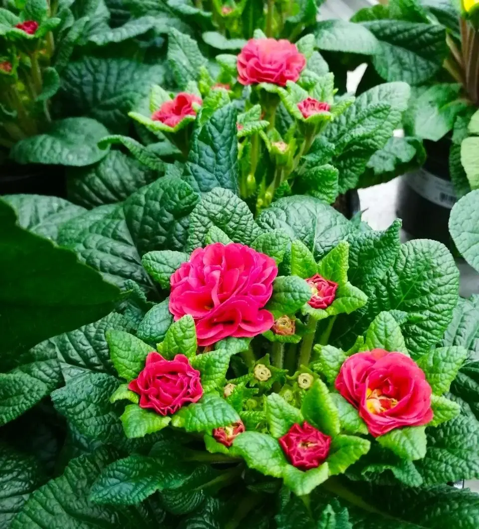 Примула махровая