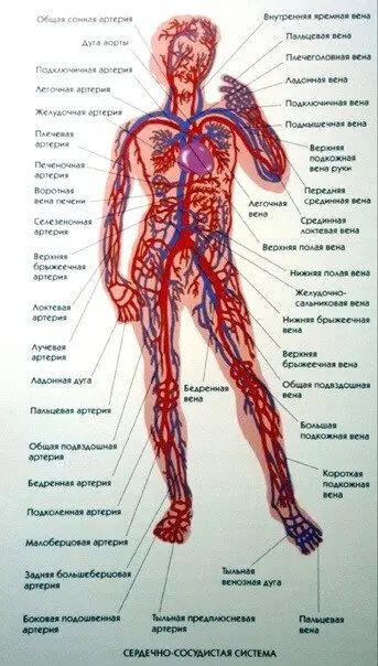 Вот это схема сосудистой системы. Если вы вдруг забыли.