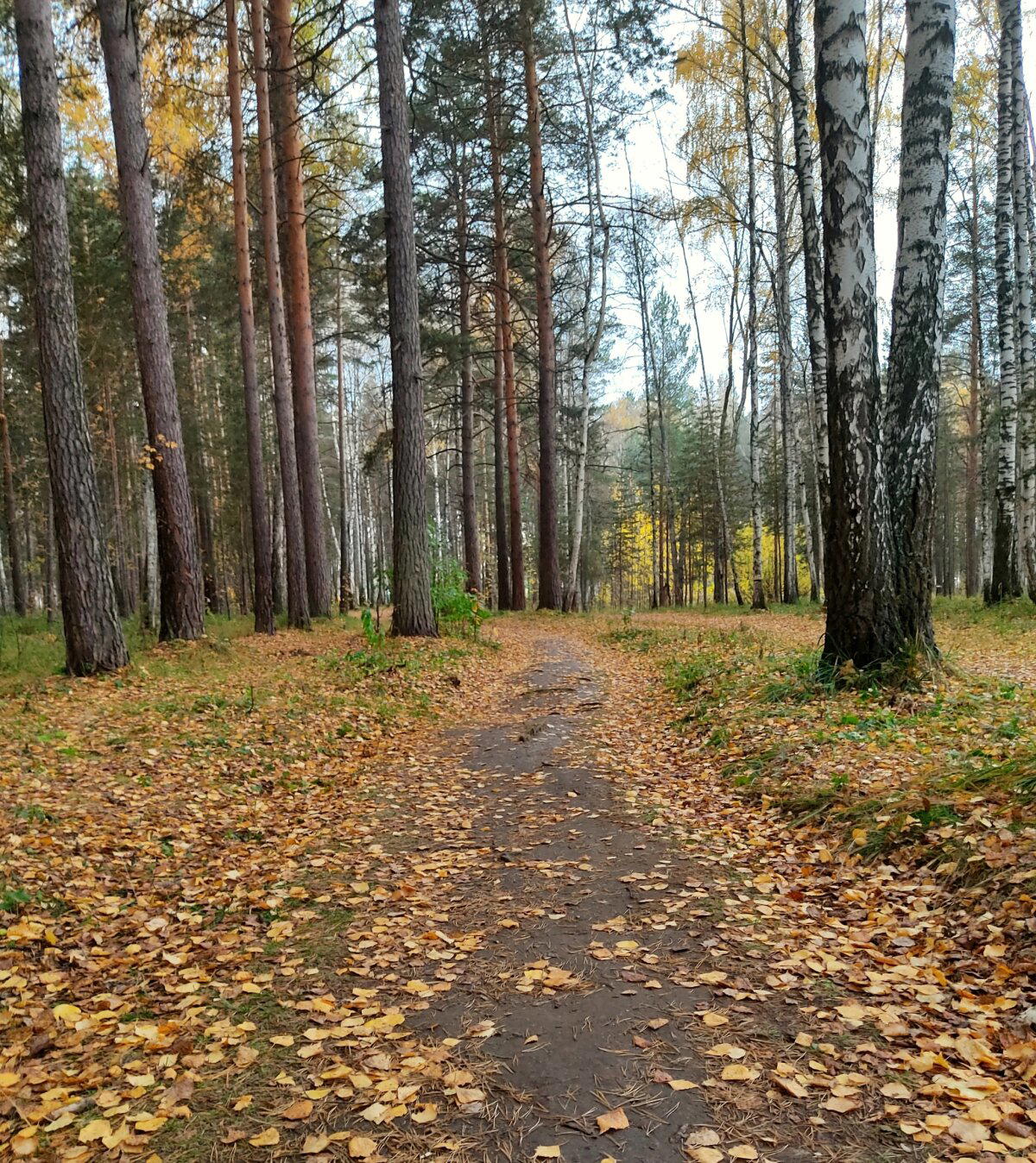 Если вы собрались в лес...