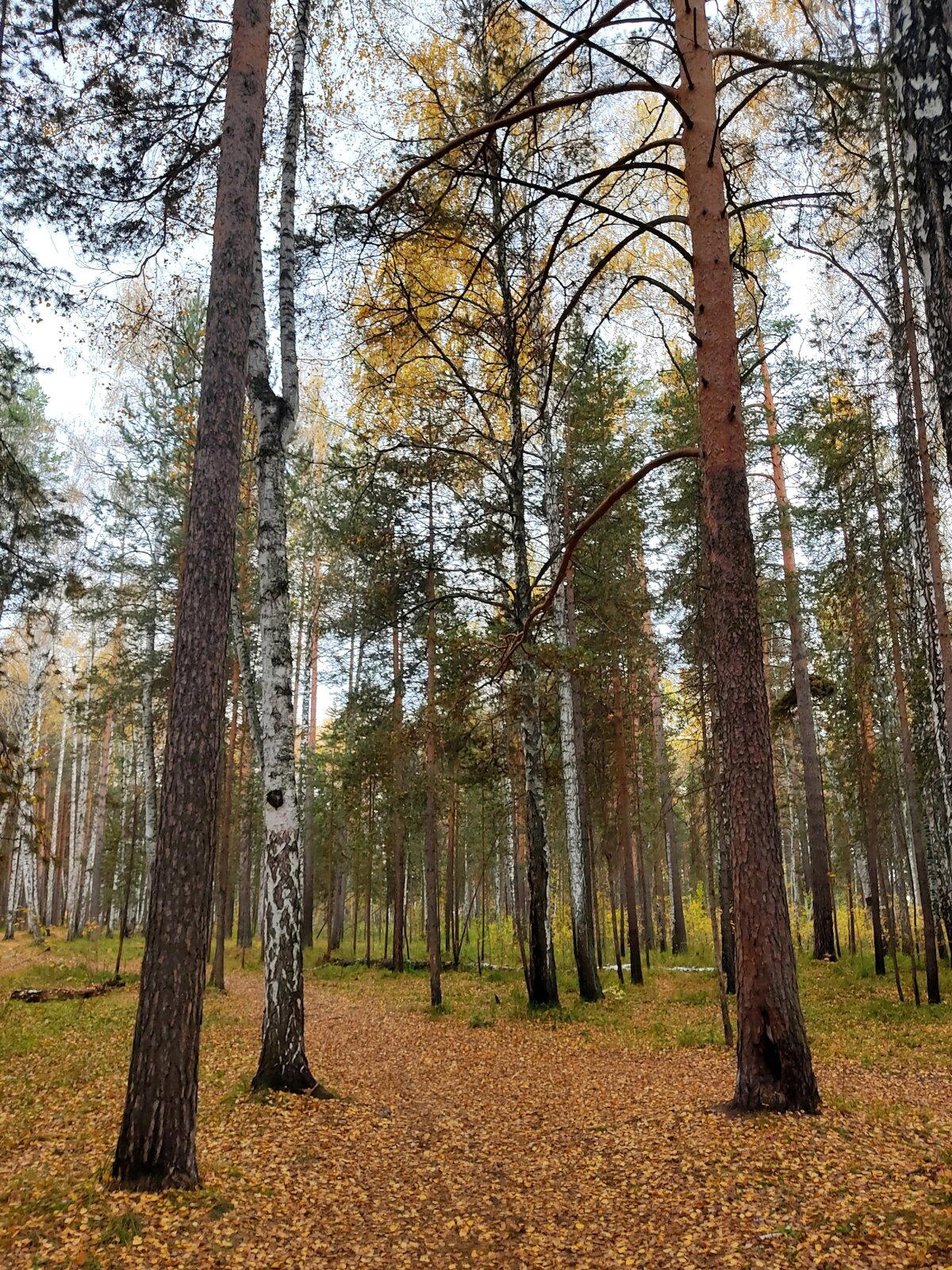 Если вы собрались в лес...