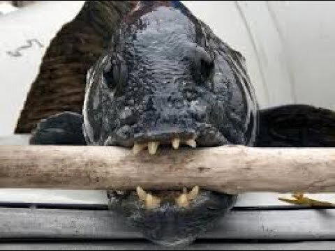 Как я съел собаку. Морскую