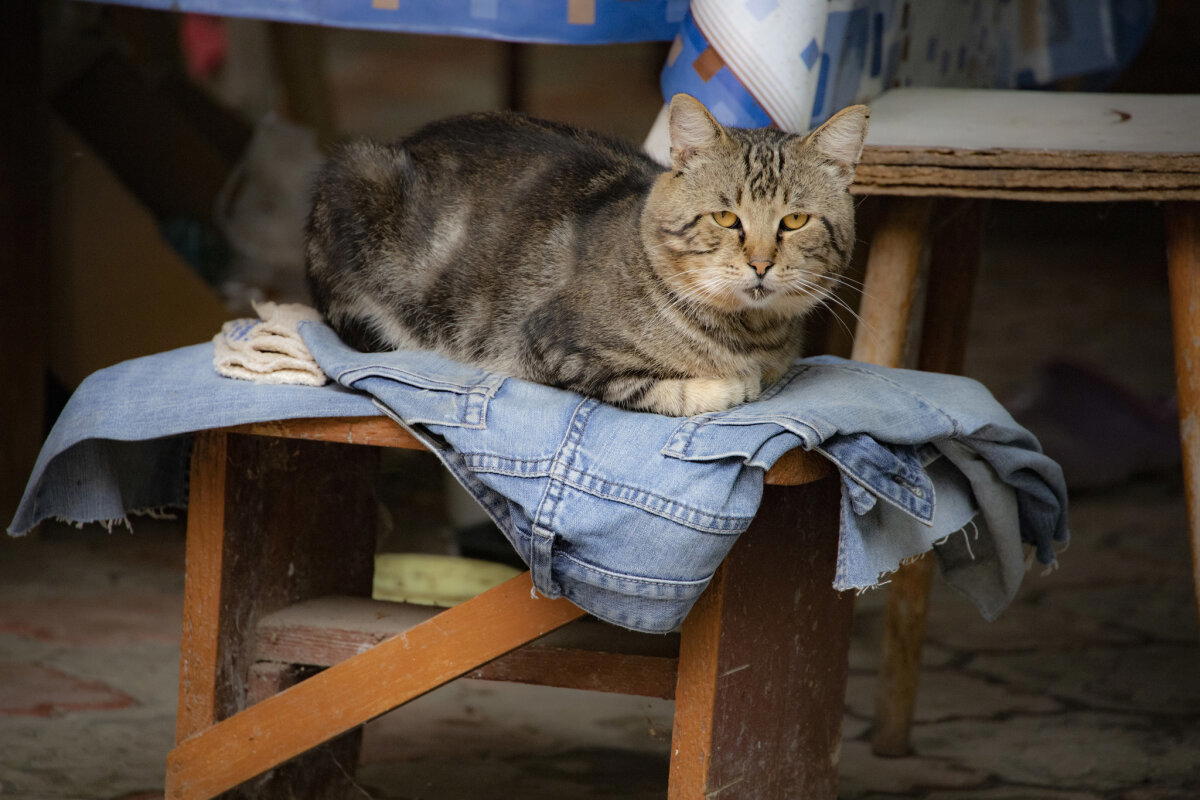 Василий