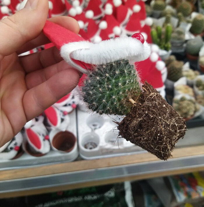 Новогоднее жертвоприношение кактусов