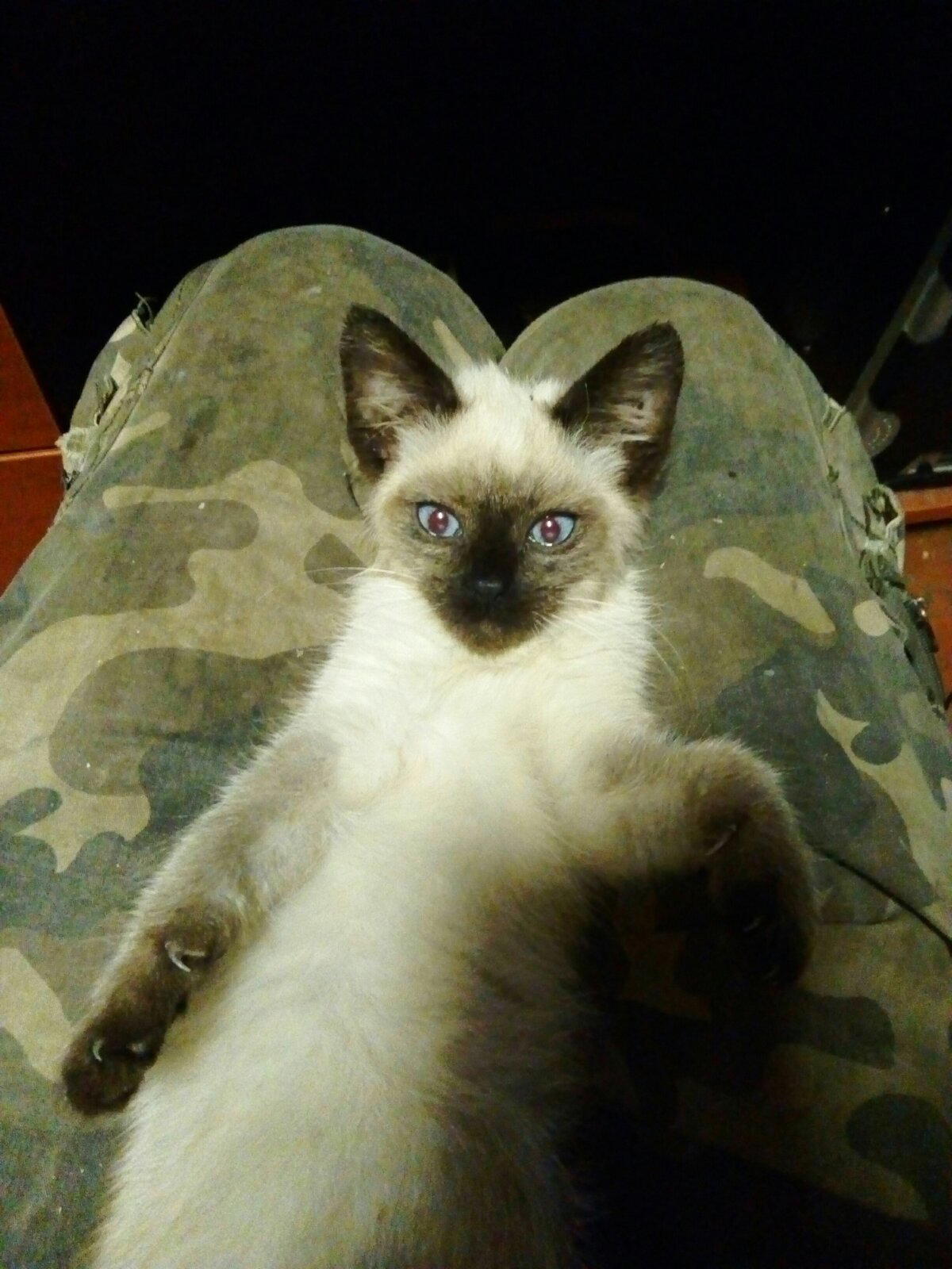 Котенок-Чертенок