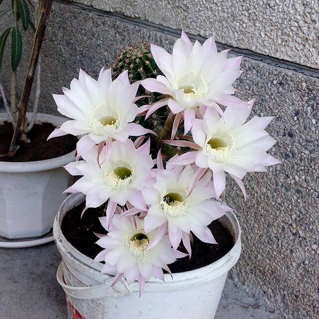 Зацвёл.