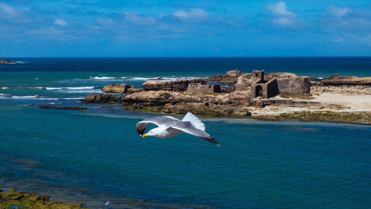 Марокко. Остановка вторая - Эссуэейра (Essaouira). Продолжение.