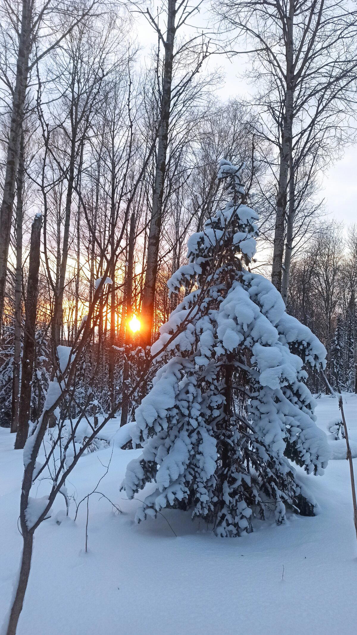 1 января в тайге