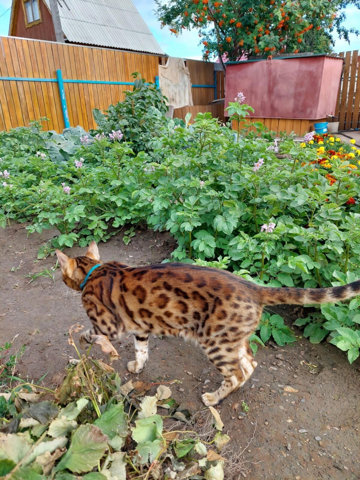 Красавчик на выгуле