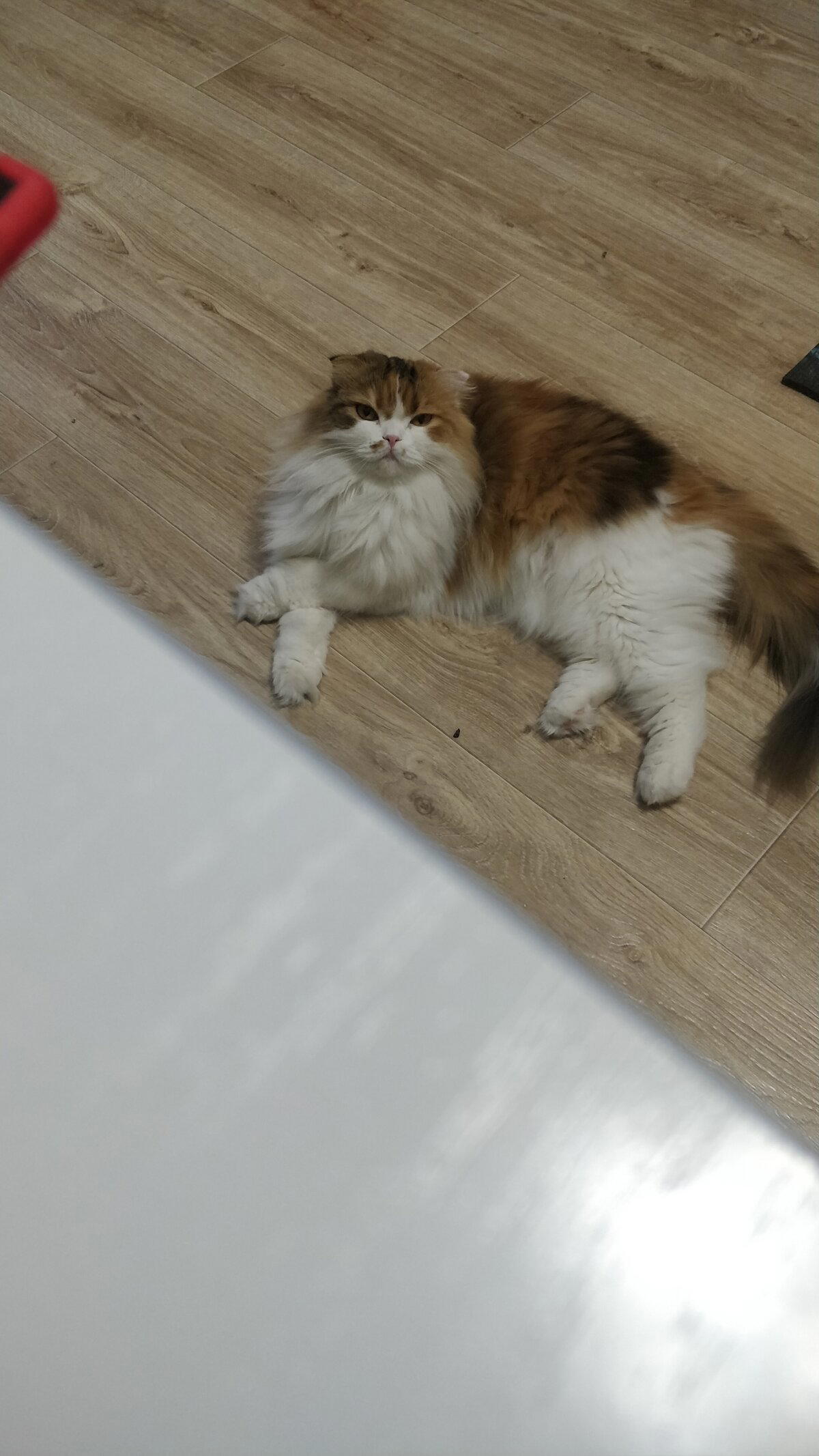 Девиз моей кошки