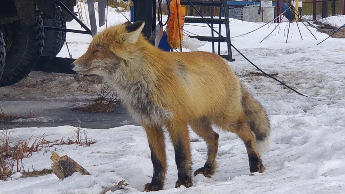 Лесное чудо