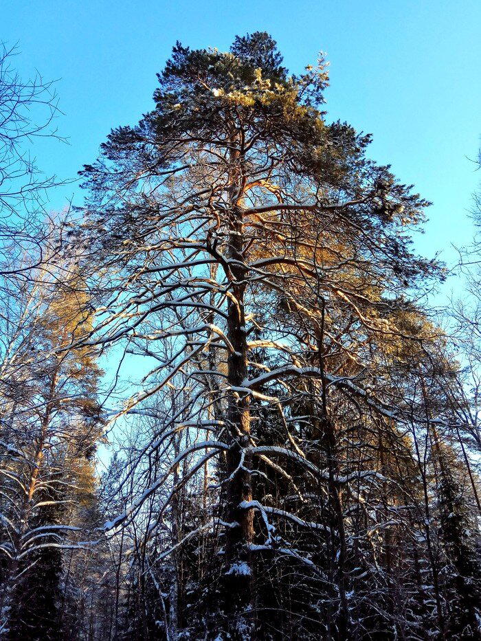 Оленьи ручьи - снежная сказка