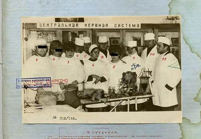 Айболит как апофигей опупеоза.