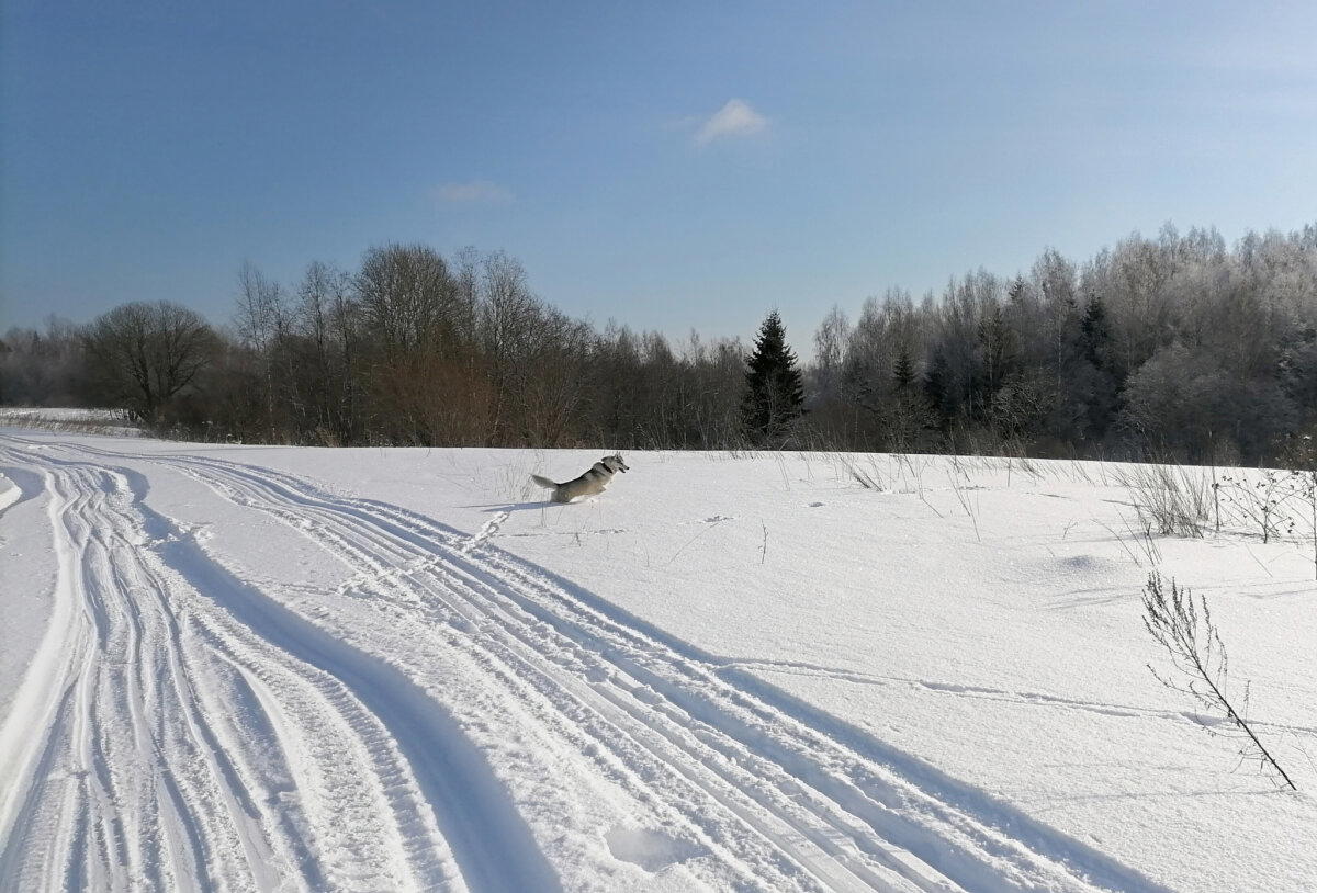 Снежные шары
