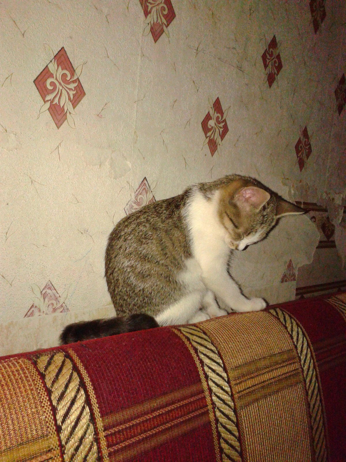 Кошка, которая умеет спать сидя