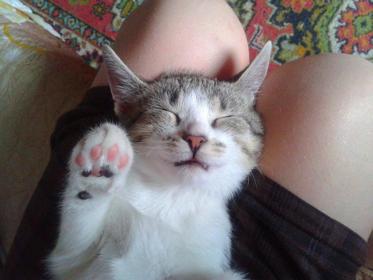Кошка, которая умеет спать сидя