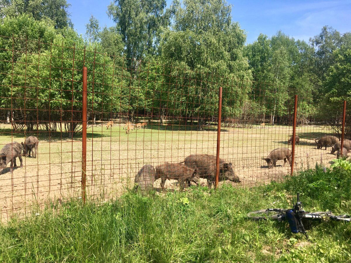 Поездка к кабанам и оленям, МО