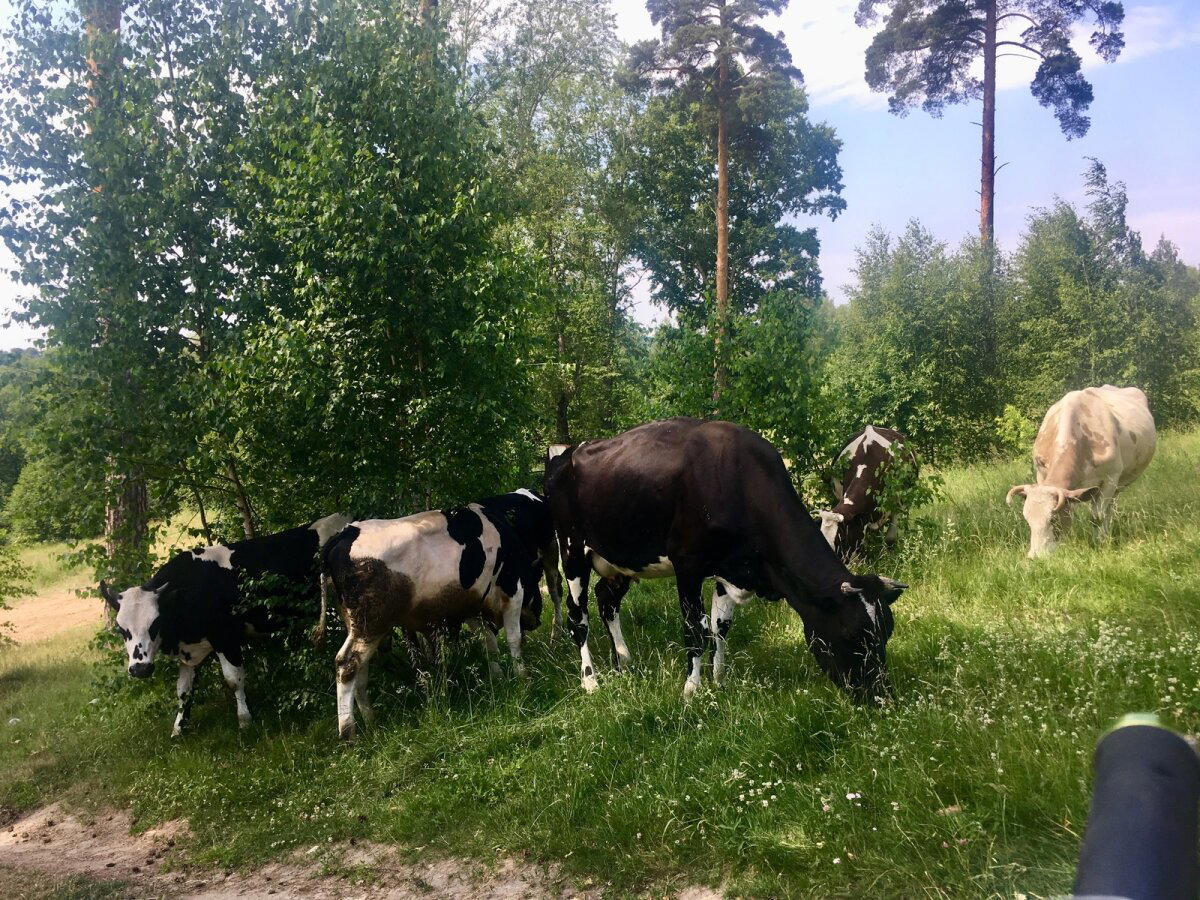 Поездка к кабанам и оленям, МО