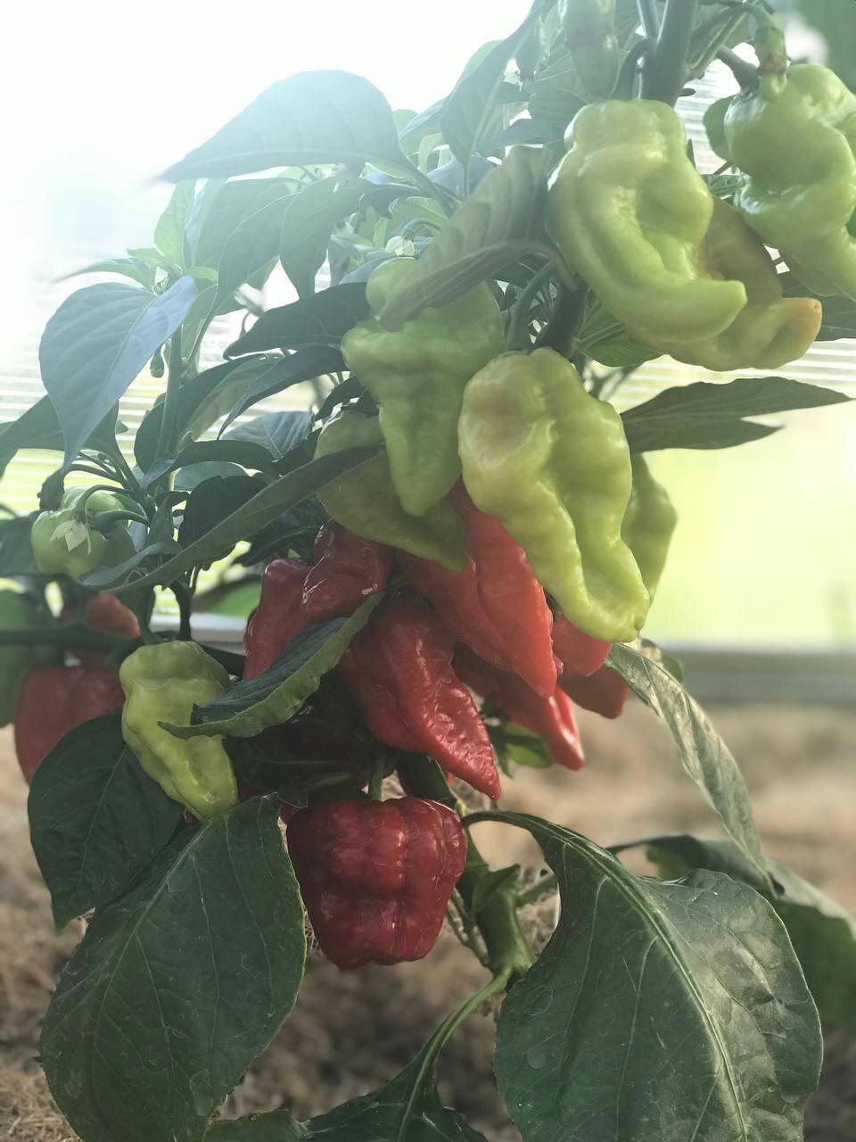 Маринованный Халапеньо