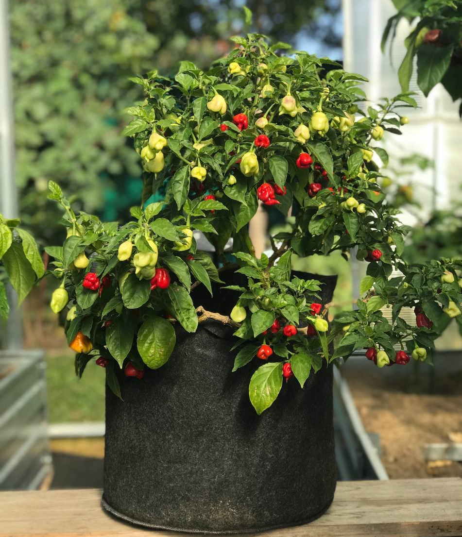 Carolina Reaper подготовка к зимовке