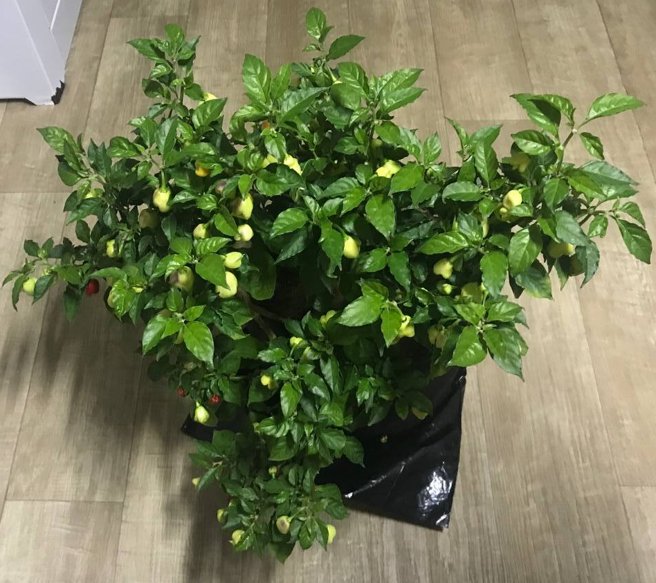 Carolina Reaper подготовка к зимовке