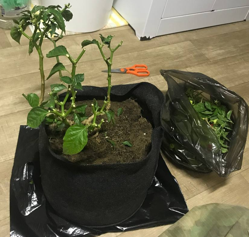 Carolina Reaper подготовка к зимовке