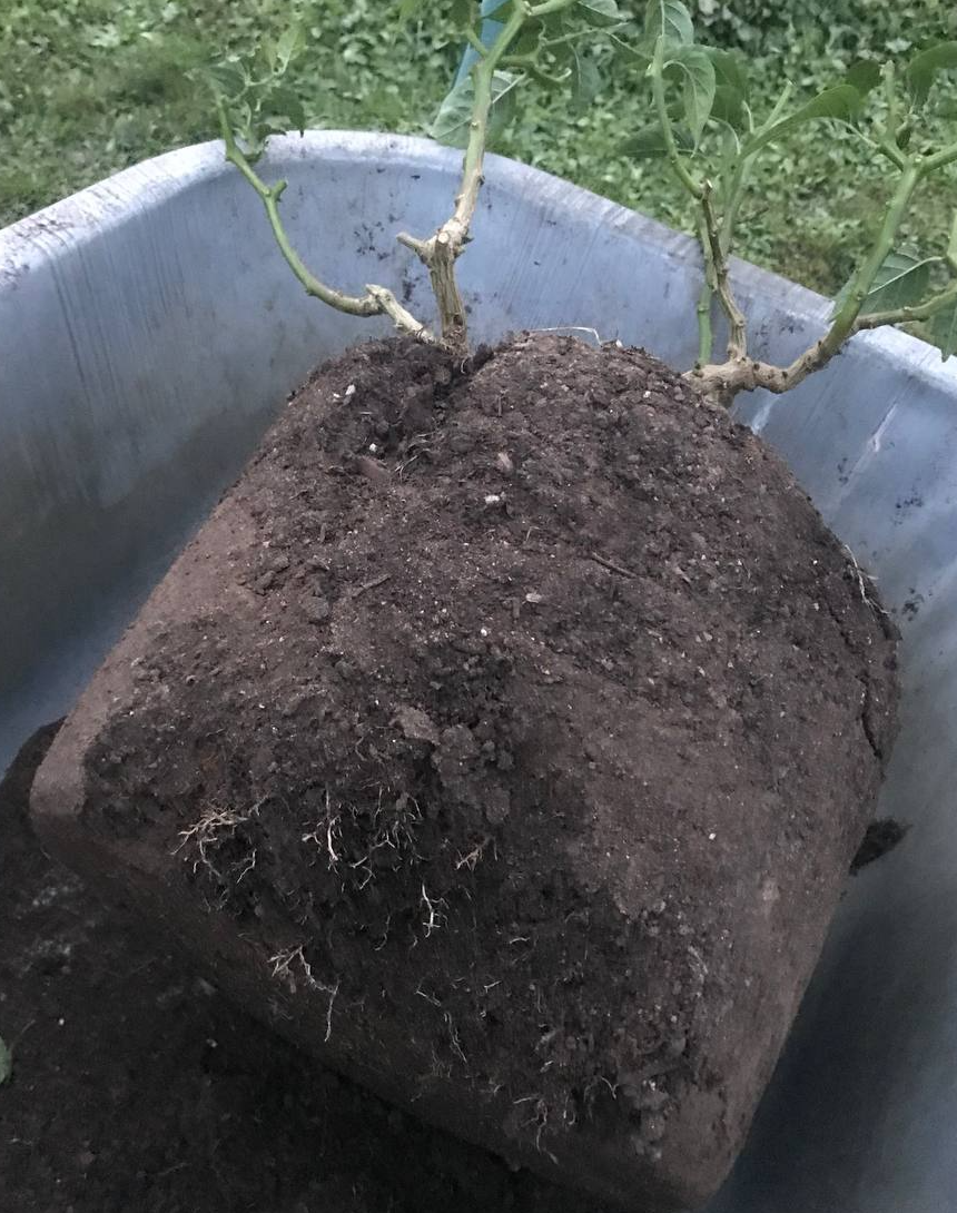 Carolina Reaper подготовка к зимовке